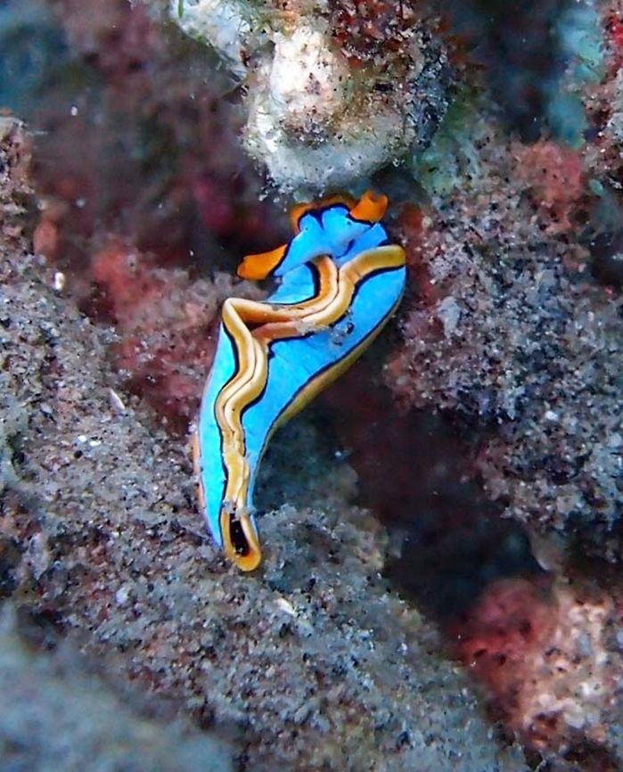 Lined Thuridilla - Thuridilla lineolata Dauin, Philippines (2012).<br />
Is a species of sea slug, a sacoglossan, a marine gastropod mollusk in the family Plakobranchidae. This species can be up to 3 cm in size. The body is partially covered by the fold of the lateral parapodia. The mantle is bright blue, and the edges of the parapodia are framed by two lines: a fine black one and an orange one on the external side. The smooth rhinophores and the oral cavity are also marked with a black line and with an orange band.<br />
Habitat: This species occurs in the tropical West-Pacific, mainly in Indonesia and the Philippines. It lives on the external slope of coral reefs, on top of the reef, and in the lagoon. This species is benthic and diurnal. Because of its aposematic coloration, it crawls around to feed in the daylight. Its diet is based on algae    Fall,Geotagged,Philippines,Thuridilla lineolata