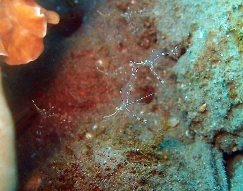 Clear Cleaner Shrimp Dauin, Philippines (2012).
These shrimps clean the mouths and bodies of moray eels and various other cave dwelling fish that share their habitat. Urocaridella are capable of prolonged hovering and free swimming, and prefer doing so than perching.  Fall,Geotagged,Philippines,Urocaridella antonbruunii