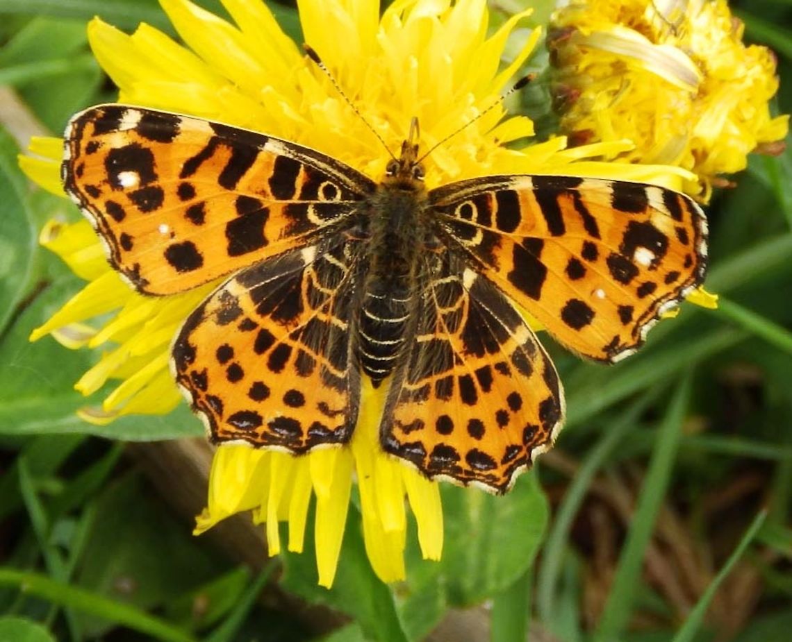 Map Butterfly -1st Spring Generation The Map is unusual in that its two annual broods that look very different: levana and prorsa, which represent the spring and summer broods, respectively. Levana individuals are primarily orange in colour, giving them the appearance of a small fritillary, whereas prorsa individuals look more like a very small White Admiral. The eggs are laid in long strings, one on top of the other, on the underside of stinging nettles, the larval foodplant. It is thought that these strings of eggs mimic the flowers of the nettles, thereby evading predators. The larvae feed gregariously and hibernate as pupae.<br />
Habitat: It is common throughout the lowlands of central and eastern Europe, and is expanding its range in western Europe.      Araschnia levana,Belgium,Geotagged,Map,Spring