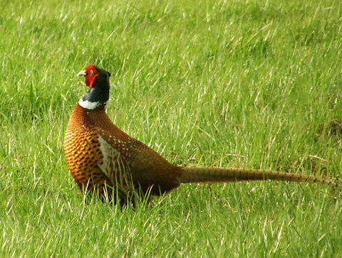 Common pheasant This is a male seen in Doode Bemde, near St-Jori-Weert (April, 2011). Males are 60&ndash;89 cm in length with a long brown streaked black tail, accounting for almost 50 cm of the total length. The body is barred bright gold or fiery copper-red and chestnut-brown with irredescent sheen of green and purple. The wing coverage is white or cream and black-barred markings are common on the tail. The head is blue to bottle green with a small crest and distinctive red wattle.  Belgium,Common Pheasant,Geotagged,Phasianus colchicus,Spring