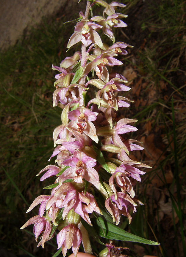 Broad-Leaved Helleborine Observed in Meerdaalwoud, close to a pond in July 2011. Is a land orchid with fleshy rhizomes and creeping shoots. It sprouts a stalk in spring/summer annual of about 20-70 cm in length. They have 4 to 8 leaves lanceolate, alternate, taking place on shorter and shorter until near the end of the stem. The inflorescence cluster consists of bilateral symmetrical flowers with attractive color. The 3 sepals and 2 lateral petals are oval and acuminate. Its color can vary from whitish green to deep green with purple spots or purple. The lip outer surface of a green-white and streaked with dark veins. Yellowish-white epichilo. The ovary is inferior. It produces a dry capsule with countless tiny seeds.<br />
 Belgium,Broad-leaved Helleborine,Epipactis helleborine,Geotagged,Summer