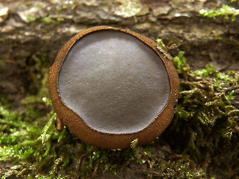 Black bulgar Meerdalwoud, July 2011 .
In its first stage is typically cup-shaped. The top is flat, taking a bath plug form. It is divided into two distinct parts in color: an inner area which at maturity is flat black, the fertile carpophorus; and the outside area, distinctly powdery brown. The size of fully grown individuals can reach 4 cm in diameter.
Habitat: This is a fairly common and abundant species, which already appears in the summer and during the fall. Fruiting on logs and fallen branches of hardwoods trees, sometimes forming large colonies.  Belgium,Bulgaria inquinans,Geotagged,Summer