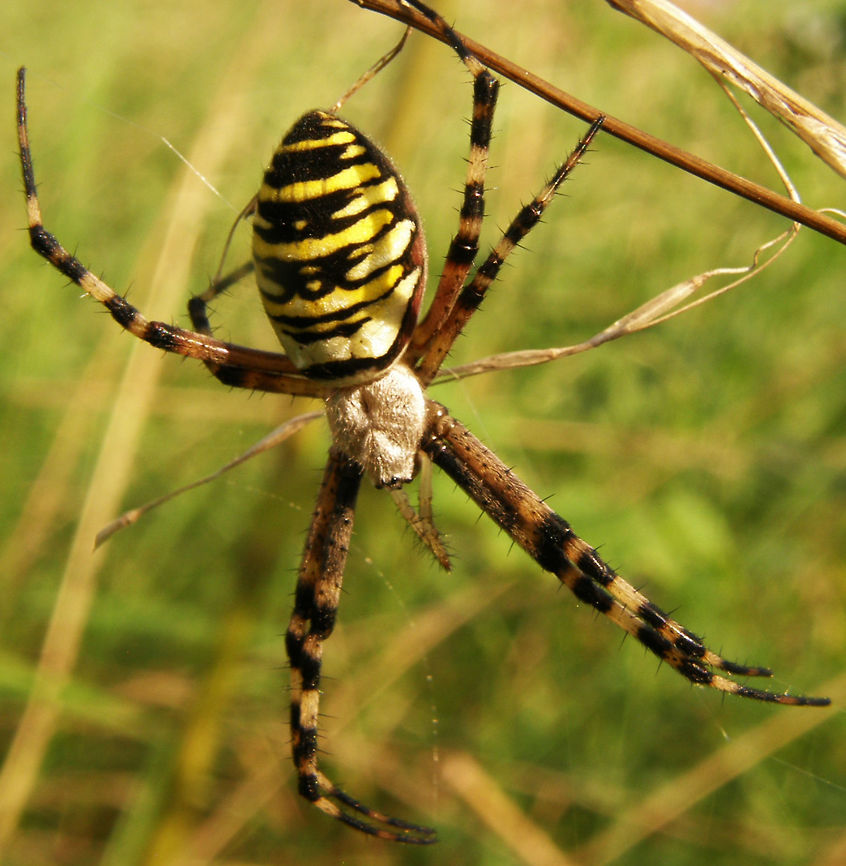 Wasp Spider Sint-Joris-Weert, by the train rails (2011). It shows striking yellow and black markings on its abdomen. This spider builds a spiral orb web at dawn or dusk, commonly in long grass a little above ground level, taking it approximately an hour. The prominent zigzag shape called the stabilimentum, or web decoration, featured at the centre of the orb is of uncertain function, though it may be to attract insects. When a prey item is first caught in the web, Argiope bruennichi will quickly immobilise its prey by wrapping it in silk. The prey is then bitten and then injected with a paralysing venom and a protein dissolving enzyme. The male of the species is much smaller than the female. It can often be seen in or near a female's web waiting for her to complete her final moult, at which time she reaches sexual maturity. At this time her chelicerae (jaws) will be soft for a short time and the male may mate with the female without the danger of being eaten.<br />
Habitat: The wasp spider is a species of orb-web spider distributed throughout central Europe, Northern Europe, north Africa and parts of Asia. Argiope bruennichi,Belgium,Geotagged,Summer,Wasp spider