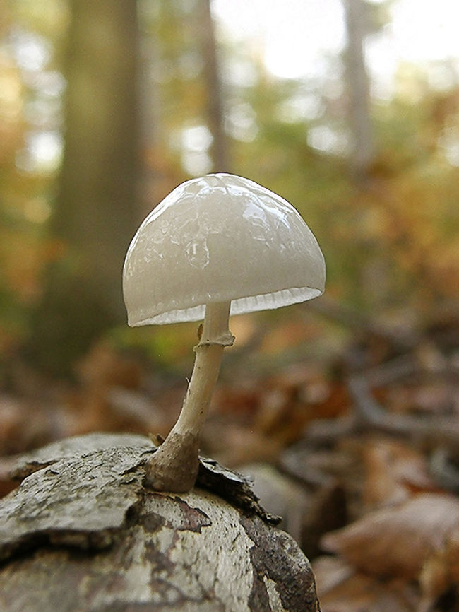 Porcelain Fungus Meerdalwoud, October (2011). It was around 7-8 cm tall. Shiny in the outer part of the umbrella. <br />
The cap is 2-8cm in diameter, semi-transparent and white, rounded. The gills show through the thin cap flesh, giving the margin a striate appearance. A mucous slime covers the cap during wet weather. The gills are broad and very distant, translucent white at first, sometimes developing an ochre tint as the fruiting body ages. The stem<br />
is 3-7 mm in diameter, slender, with a substantial stem ring. Above the ring, the stem is white; below the ring it is slightly striate and greyish. <br />
Oudemansiella mucida releases a powerful fungicide that deters or even anihilates competitors. Known as a strobilurins, these anti-fungal compounds are used increasingly to protect crops from attacks by powdery mildews and other microfungi. <br />
Habitat: Woods.  It grows specifically on beech wood.     Belgium,Fall,Geotagged,Oudemansiella mucida