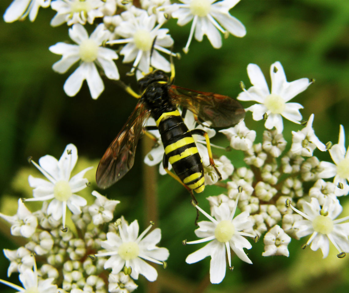 Figwort sawfly Sint-Joris-Weert (2011). It is a sawfly that imitates wasps appearance. 10 mm. Their name is because the larvae feed on the flowers of the figwort (Scrophularia sp.). The adults prey on otehr smaller insects. Belgium,Geotagged,Summer,Tenthredo marginella,Tenthredo scrophulariae