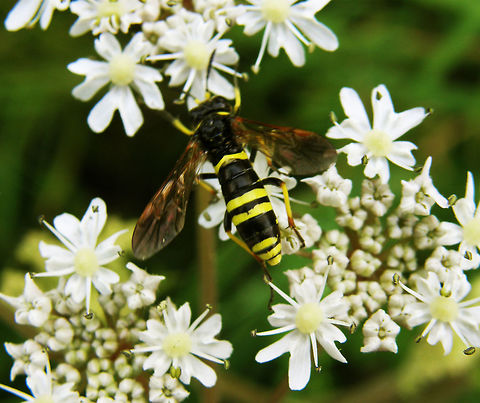 Figwort sawfly Sint-Joris-Weert (2011). It is a sawfly that imitates wasps appearance. 10 mm. Their name is because the larvae feed on the flowers of the figwort (Scrophularia sp.). The adults prey on otehr smaller insects. Belgium,Geotagged,Summer,Tenthredo marginella,Tenthredo scrophulariae