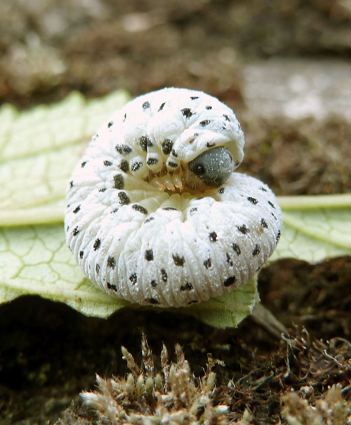 Figwort Sawfly Larva Heverlee (2011).<br />
This is the larva of the previously shown figwort sawfly. Belgium,Fall,Geotagged,Tenthredo scrophulariae