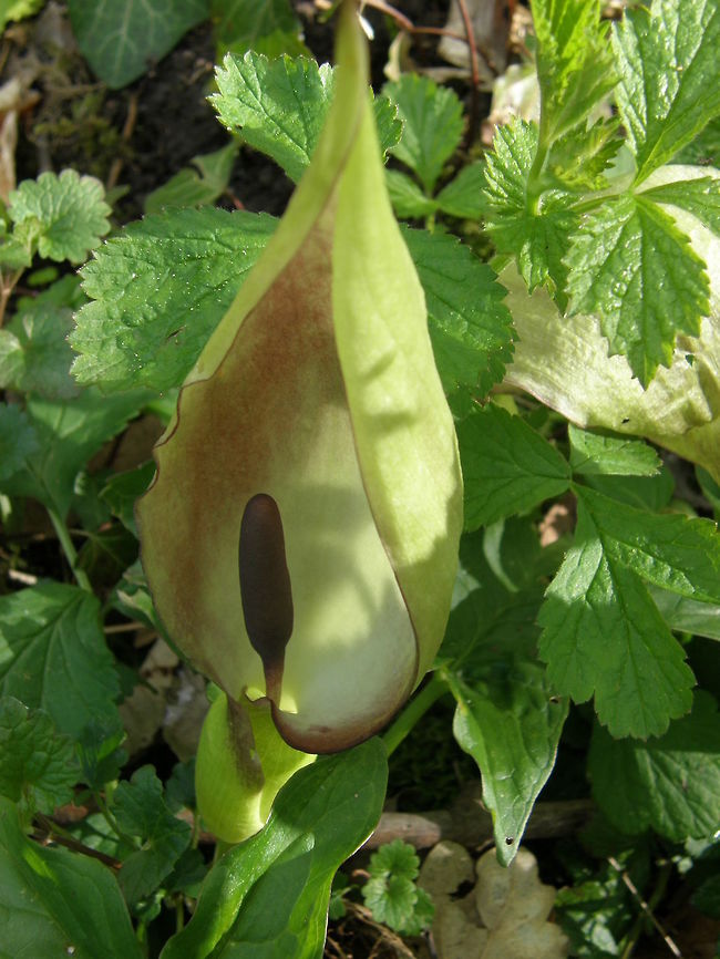 Wild Arum Zoete Waters, Oud-Heverlee, Belgium (2012).<br />
Is a common woodland plant species of the Araceae family.The purple spotted leaves of Arum maculatum appear in the spring (April&ndash;May) followed by the flowers borne on a poker shaped inflorescence called a spadix. The purple spadix is partially enclosed in a pale green spathe or leaf-like hood. The flowers are hidden from sight, clustered at the base of the spadix with a ring of female flowers at the bottom and a ring of male flowers above them. In autumn the lower ring of (female) flowers forms a cluster of bright red berries which remain after the spathe and other leaves have withered away. These attractive red to orange berries are extremely poisonous. Arum maculatum,Belgium,Geotagged,Lords-and-ladies,Spring