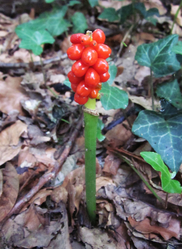 Wild arum fruit Zoete Waters, Oud Heverlee, Belgium (Aug, 2011). These are the berries of the wild arum which are extremely poissonous.           Arum maculatum,Belgium,Geotagged,Lords-and-ladies,Summer