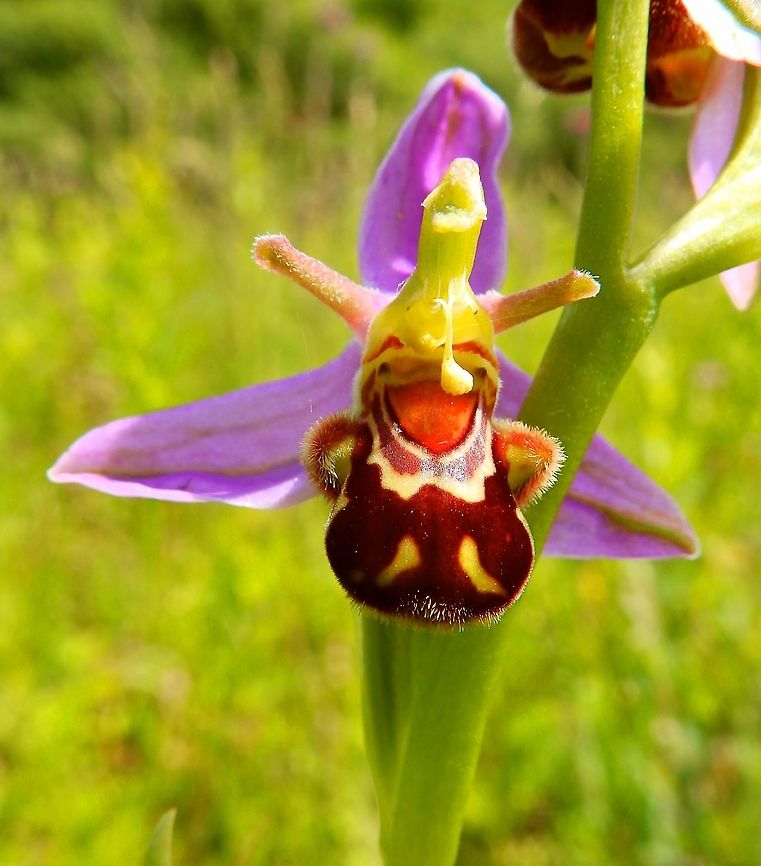 Bee Orchid Molenbeek, Erps-Kwerps (June, 2014).<br />
Ophrys apifera grows to a height of 15&ndash;50 centimetres (6&ndash;20 in). The plant blooms from mid-April to July producing a spike composed from one to twelve flowers. The flowers have large sepals, with a central green rib and their colour varies from white to pink, while petals are short, pubescent, yellow to greenish. The labellum is trilobed, with two pronounced humps on the hairy lateral lobes, the median lobe is hairy and similar to the abdomen of a bee. It is quite variable in the pattern of coloration, but usually brownish-red with yellow markings. The gynostegium is at right angles, with an elongated apex. Ophrys apifera is the only species of the genus Ophrys which preferentially practices self-pollination. The flowers emit allomones that attract the bee species Tetralonia cressa and Eucera pulveraceae. Eucera longicornis males have been observed attempting to copulate with the flowers. It is believed that male bees would preferentially select orchids with the most bee-like lips and attempt to mate with them, transferring pollen in the process. Bee orchid,Belgium,Geotagged,Ophrys apifera,Spring