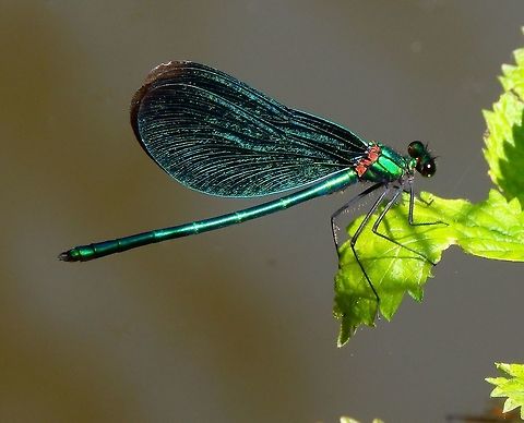 Beautiful Demoiselle male Plombières, Belgium (July 2014).
The adult male has metallic blue wings, body and eyes.      Beautiful demoiselle,Belgium,Calopteryx virgo,Geotagged,Summer