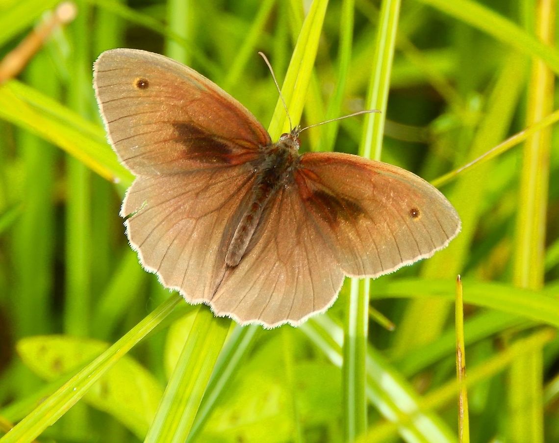 Meadow Brown Male Molenbeek, Silsombos, Erps-Kwerps (June 2014). <br />
The males have a more cryptic upperside pattern, whereas the females have more opportunity to present their eyespots in a sudden display of colors and patterns that presumably startle predators so the butterfly has a better chance of escaping.  Belgium,Geotagged,Maniola jurtina,Meadow Brown,Spring