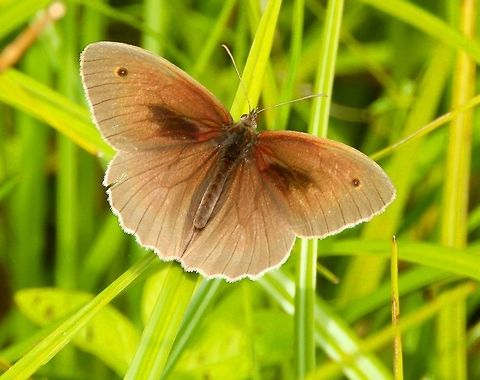 Meadow Brown Male Molenbeek, Silsombos, Erps-Kwerps (June 2014). 
The males have a more cryptic upperside pattern, whereas the females have more opportunity to present their eyespots in a sudden display of colors and patterns that presumably startle predators so the butterfly has a better chance of escaping.  Belgium,Geotagged,Maniola jurtina,Meadow Brown,Spring