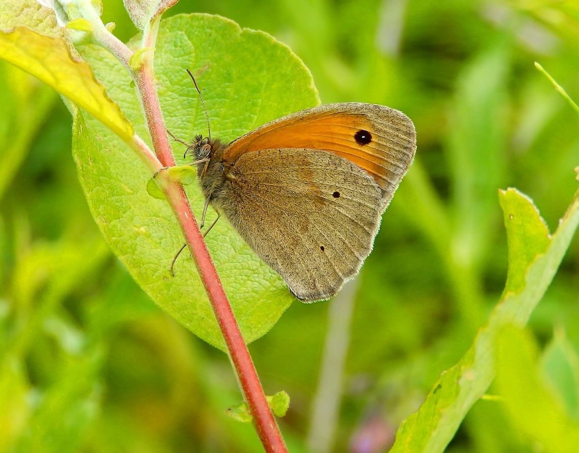 Meadow Brown Male (wings closed) Silsombos, Belgium (June, 2014).<br />
This shows the pattern of the male with the wings closed. The ocellus in the wing is smaller than in the female. Belgium,Geotagged,Maniola jurtina,Meadow Brown,Spring