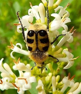 Bee Chaffer Silsombos, Molenbeek, Erps-Kwerps, Belgium (June, 2014).
Around 10 millimeters long. Head and pronotum black. Each elytra is creamy yellow with three black bands (making its pattern similar to that of bees; hence the name). The first black band reaches the scutellum.

 Belgium,French Flower Chafer,Geotagged,Spring,Trichius gallicus,Trichius zonatus