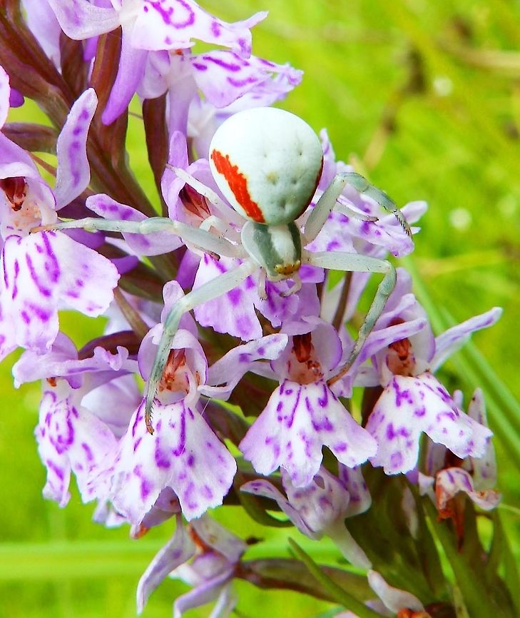 Crab Spider Silsombos, Belgium (June, 2014). This crab spider mimetized itself with the flowers of a Dactylorrhiza orchid to stalk its prey. Belgium,Geotagged,Goldenrod crab spider,Misumena vatia,Spring