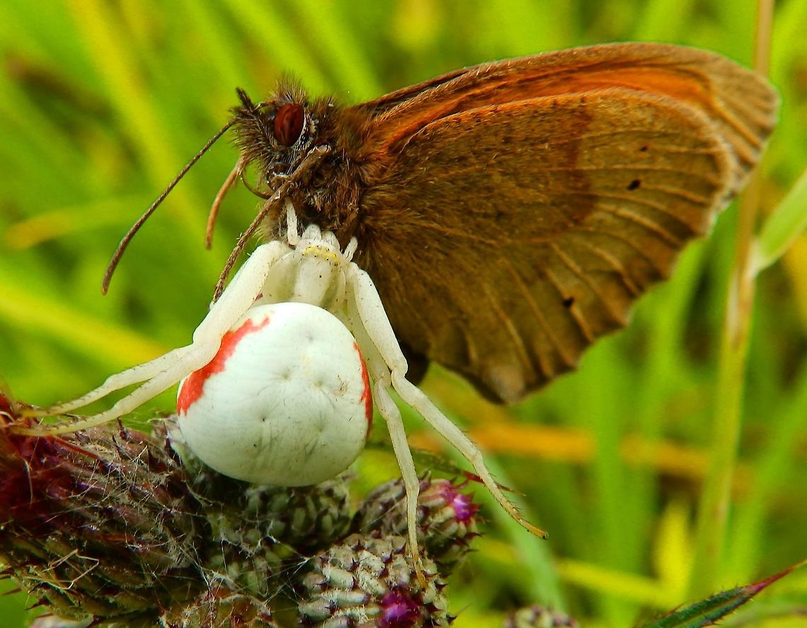 Crab spider with prey Silsombos, Belgium (June, 2014).       <br />
In this case another crab spider got a butterfly in a different spot of the same area. Belgium,Geotagged,Goldenrod crab spider,Misumena vatia,Spring