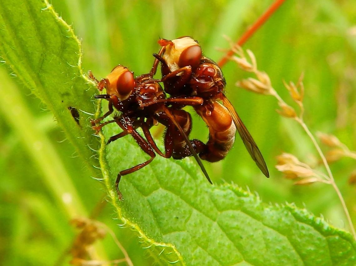Parasitic Flies mating-Sicus ferrugineus Silsombos, Belium (June, 2014).<br />
The body is mainly reddish-brown or yellow-brown. The head is yellow, quite large and inflated-looking, with a kind of bubble at the front, narrow cheeks and short antennae. The large eyes are reddish. When in resting position the abdomen is usually folded forward. The adults grow up to 8&ndash;13 mm long and can be encountered from May through September, feeding on nectar or pollen of various Asteraceae species (Hieracium pilosella, Thistle Cirsium species, etc.), Apiaceae species, Parsley Petroselinum sp.) and Rosaceae species, (Blackberries Rubus sp.). Their larvae are endoparasites of bumble bees of the genus Bombus. They pupate and overwinter in their victims.      Belgium,Geotagged,Sicus ferrugineus,Spring