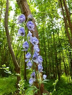 Monkshood Silsombos, Belgium (June, 2014).
Tall plant, more than 1 m to the tip of the flower raceme. It is an herbaceous perennial plant growing to 1 metre tall, with hairless stems and leaves. The leaves are rounded, 5&ndash;10 cm diameter, palmately divided into five to seven deeply lobed segments. The flowers are dark purple to bluish-purple, narrow oblong helmet-shaped, 1&ndash;2 cm tall.        Aconitum napellus,Belgium,Geotagged,Spring