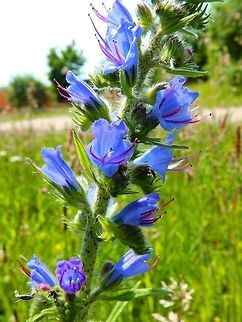 Viper's Bugloss The flowers are bright blue and in a branched spike, with all the stamens protruding. The pollen is blue but the filaments of the stamens remain red, contrasting against the blue flowers.       Belgium,Echium vulgare,Geotagged,Spring,Vipers Bugloss