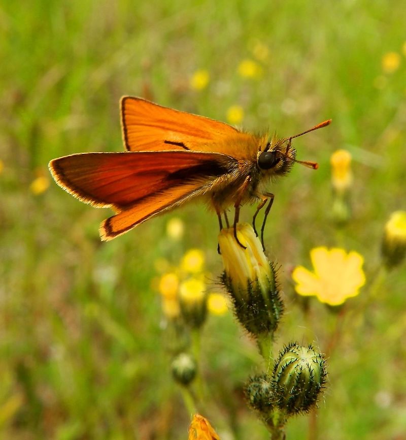 Small Skipper Hoge Kempen, National Park, Belgium (July, 2014).<br />
Skippers have the antennae clubs hooked backward like a crochet hook. They also have stocky bodies and large compound eyes, with stronger wing muscles in the plump thorax. Their wings are usually small in proportion to their bodies. When at rest, skippers keep their wings usually angled upwards or spread out, and only rarely fold them up completely.        Belgium,Geotagged,Lulworth skipper,Small skipper,Spring,Thymelicus acteon,Thymelicus sylvestris