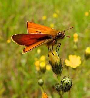 Small Skipper Hoge Kempen, National Park, Belgium (July, 2014).
Skippers have the antennae clubs hooked backward like a crochet hook. They also have stocky bodies and large compound eyes, with stronger wing muscles in the plump thorax. Their wings are usually small in proportion to their bodies. When at rest, skippers keep their wings usually angled upwards or spread out, and only rarely fold them up completely.        Belgium,Geotagged,Lulworth skipper,Small skipper,Spring,Thymelicus acteon,Thymelicus sylvestris
