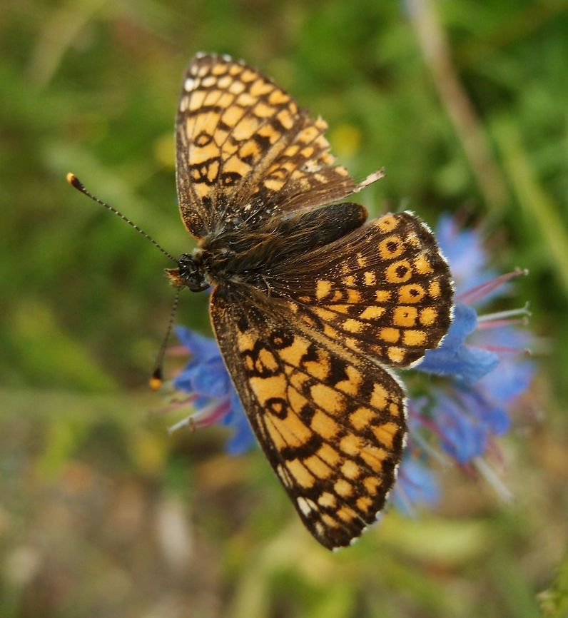 Glanville fritillary Hoge Kempen National Park, Belgium (2014).<br />
The Glanville Fritillary is a medium-sized orange, black and white &quot;checkerspot&quot; butterfly inhabiting open meadows. The males patrol along roads and habitat edges, on the lookout for the less conspicuous females which remain in dense tussocks for long periods. Mating occurs around mid-day, and as the female often continues to fly from flower to flower, mating pairs are conspicuous.The animal spends most of its life as a black, spiny caterpillar. The orange patterned butterfly lives only a few weeks.   Belgium,Geotagged,Glanville Fritillary,Melitaea cinxia,Spring