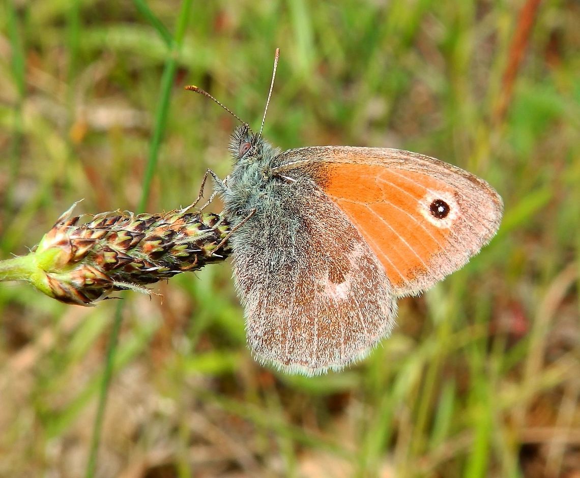 Small Heath Butterfly Hoge Kempen National park, Belgium (2014).<br />
Nymphalidae. Small butterfly with an eye-like dot in the upper wing over orange color. The lower wing and body brown grey to blue. Belgium,Coenonympha pamphilus,Geotagged,Small Heath,Spring