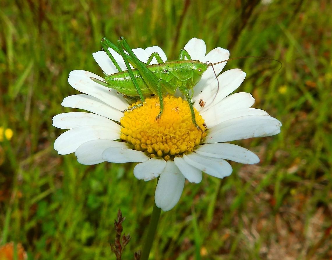 Great Green Bush Cricket Nymph Hoge Kempen National Park (June, 2014).<br />
I found this type of cricket perched like that in a daisy flower. These insects are generally green, with a brown-colored band on top of the body. The organ of the stridulation of the males is generally brown. I think this nymph is a male as this organ can be seen in the picture. The adults have developed wings. Belgium,Geotagged,Spring,Tettigonia viridissima