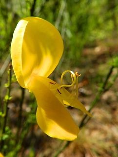 Common Broom Hoge Kempen Ntl park, Belgium (June, 2014).
The shrubs have green shoots with small deciduous trifoliate leaves, and in spring and summer they have yellow flowers 20&ndash;30 mm from top to bottom and 15&ndash;20 mm wide. In late summer, its legumes (seed pods) mature black, burst open, often with an audible crack, forcibly throwing seed from the parent plant.  Belgium,Cytisus scoparius,Geotagged,Spring