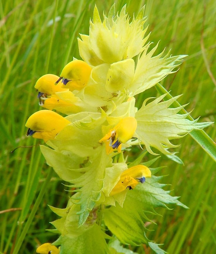 Greater Yellow Rattle - Rhinanthus angustifolius Doode Bemde, Belgium (June, 2014).<br />
Orobancheaceae. It is another annual hemiparasitic herb that is now classified as Orobancheacea member. According to the belgian files it is a rare species actually under threat. Its flowers look like small budgies heads. Belgium,Geotagged,Rhinanthus alectorolophus,Rhinanthus angustifolius,Spring