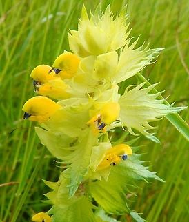 Greater Yellow Rattle - Rhinanthus angustifolius Doode Bemde, Belgium (June, 2014).
Orobancheaceae. It is another annual hemiparasitic herb that is now classified as Orobancheacea member. According to the belgian files it is a rare species actually under threat. Its flowers look like small budgies heads. Belgium,Geotagged,Rhinanthus alectorolophus,Rhinanthus angustifolius,Spring