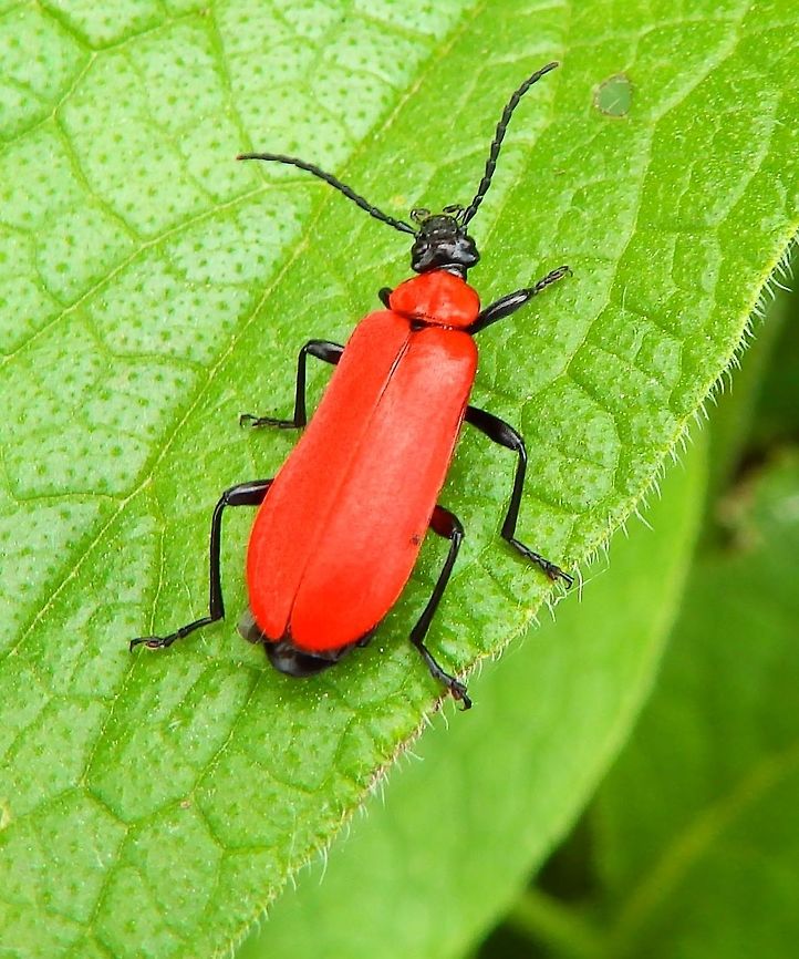Cardinal Beetle Doode Bemde, Belgium (June, 2014).<br />
The rare black-headed cardinal beetle (P. coccinea) is bright red with a black head, its size around 9 mm. Belgium,Cardinal beetle,Geotagged,Pyrochroa coccinea,Spring