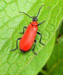 Cardinal Beetle Doode Bemde, Belgium (June, 2014).
The rare black-headed cardinal beetle (P. coccinea) is bright red with a black head, its size around 9 mm. Belgium,Cardinal beetle,Geotagged,Pyrochroa coccinea,Spring