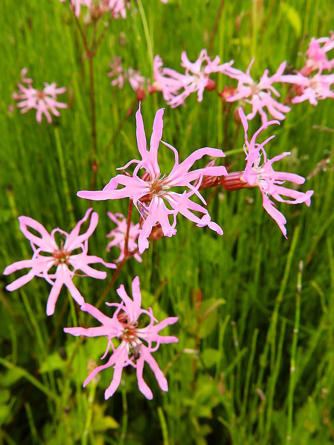 Ragged Robin Doode Bemde, Belgium (June, 2014).<br />
This plant displays numerous flower stems 20 to 90 cm tall. The stems rise above the foliage and branch near the top of the stem and end with the pink flowers which are 3-4 cm across. The flowers have five narrow petals deeply divided into four lobes giving the flower an untidy, ragged appearance, hence its common name. Belgium,Geotagged,Lychnis flos-cuculi,Ragged Robin,Spring