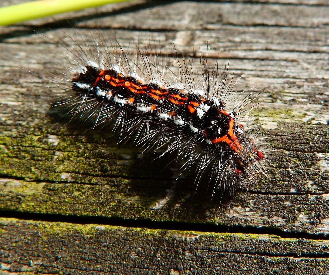 Yellow tail/Swan Moth caterpillar Doode Bemde, Belgium (June, 2014)<br />
3 cm more or less. The larva is black with red and yellow stripes and is very hairy. It usually feeds on trees and shrubs such as alder, apple, birch, blackcurrant, blackthorn, cherry, chestnut, hawthorn, oak, rowan and sallow. The adults are white moths.          Belgium,Euproctis similis,Geotagged,Spring,Yellow-tail