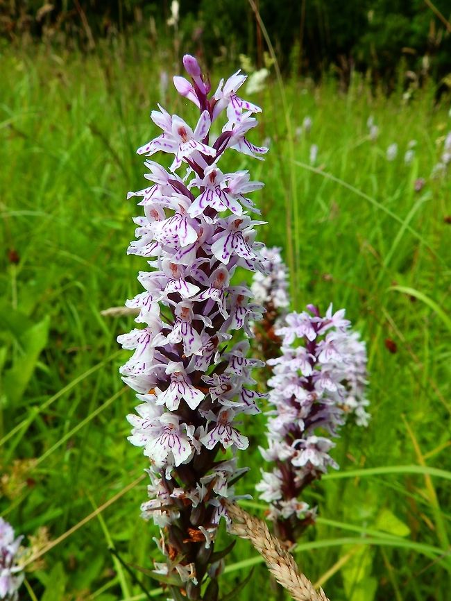 Heath-Spotted Orchid Silsombos, Belgium (June, 2014).<br />
I thinks is the D. maculata subp. fuchsii.<br />
These plants are bulbous, forming their buds in underground tubers or bulbs, organs that annually produce new stems, leaves and flowers. This orchid has an erect, cylindrical stem. The leaves are oval-lanceolate, with dark ellipsoid-shaped &quot;spots&quot; on the surface.  The flowers are placed in the axils of bracts membranous and lanceolate-shaped. Their colors vary from light pink to purple or white with darker streaks. The flowers are hermaphrodite and pollinated by insects, especially bumblebees. However the seeds germination is conditioned by the presence of specific fungi. Belgium,Dactylorhiza maculata,Geotagged,Spring