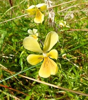 Zinc Violet Plombi&egrave;res, Belgium (2014). This violet grows in an area of Belgium that is rich in zinc in the ground, due to previous mining. It is in the Red List of protected species.
Habitat: Plombi&egrave;res nature reserve. Former area of mining. http://www.eifelnatur.de/Niederl Belgium,Geotagged,Mountain pansy,Summer,Viola lutea