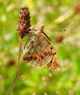 Queen of Spain fritillary July, 2014. This butterfly is also very common at this time of the year in the nature reserve of Plombières. It may have to do with preferring the flora that grows in this area, which in turn is adapted to a zinc and other minerals-enriched soil.    
Wings opened: https://www.jungledragon.com/image/41513 Belgium,Geotagged,Issoria lathonia,Queen of Spain Fritillary,Summer