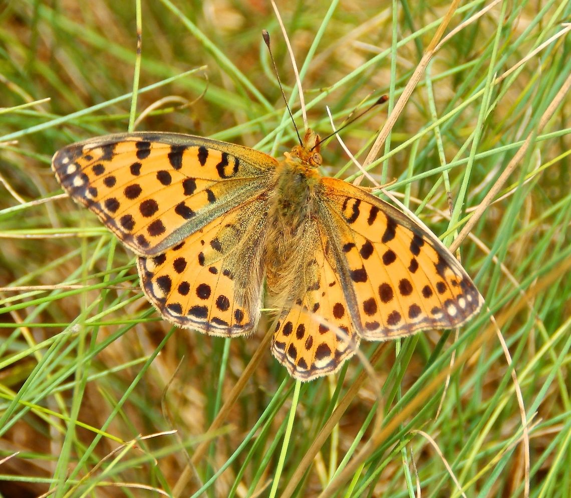 Queen of Spain fritillary Plombi&egrave;res, Belgium (July, 2014).<br />
Wings opened. Belgium,Geotagged,Issoria lathonia,Queen of Spain Fritillary,Summer