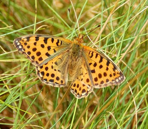 Queen of Spain fritillary Plombières, Belgium (July, 2014).
Wings opened. Belgium,Geotagged,Issoria lathonia,Queen of Spain Fritillary,Summer