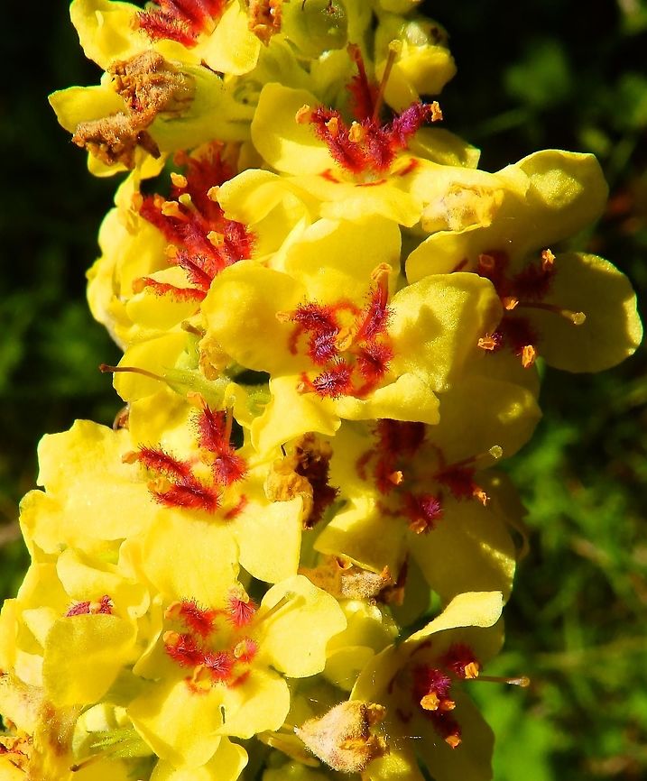 Dark Mullein Plombi&egrave;res, Belgium (July, 2014). <br />
Tall herb of up to 1.5 m with stems ended in raceme of yellow flowers with beautiful fluffy purple stamens . Belgium,Dark mullein,Geotagged,Summer,Verbascum nigrum