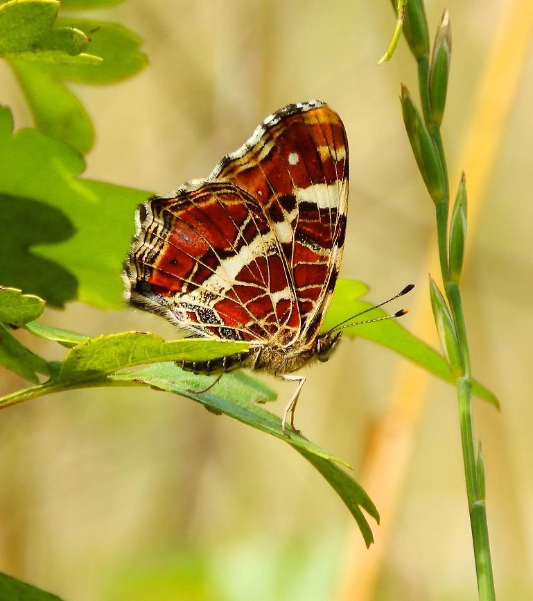 Map Butterfly -Summer Generation Plombi&egrave;res, July 2014.<br />
When you look at this butterfly with its wings closed you can understand why is called Map Butterfly as the wing pattern on this side look like fields and roads in a map.   Araschnia levana,Belgium,Geotagged,Map,Summer