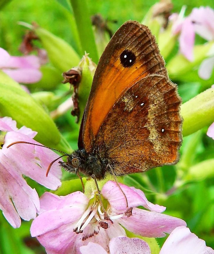 Gatekeeper Butterfly Abbey Villers La Ville, Belgium (July 2014).<br />
The gatekeeper is orange with two large brown spots on its wings and a brown pattern on the edge of its wings. The eyespots on the forewing most likely deflect bird attacks away from the butterfly&rsquo;s body, therefore the gatekeeper is often seen resting with its wings open.   Belgium,Gatekeeper,Geotagged,Pyronia tithonus,Summer