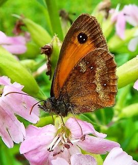 Gatekeeper Butterfly Abbey Villers La Ville, Belgium (July 2014).
The gatekeeper is orange with two large brown spots on its wings and a brown pattern on the edge of its wings. The eyespots on the forewing most likely deflect bird attacks away from the butterfly&rsquo;s body, therefore the gatekeeper is often seen resting with its wings open.   Belgium,Gatekeeper,Geotagged,Pyronia tithonus,Summer