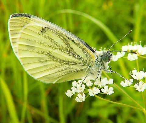 Green-Veined White Sint-Pietersberg, Maastricht, Holland (Aug, 2014).
The female has two spots on each forewing, the male only one. The veins on wings of the female are usually more heavily marked. The underside hindwings are pale yellow with the veins highlighted by black scales giving a greenish tint, hence green-veined white. Unlike the large and small whites two, it rarely chooses garden cabbages to lay its eggs on, preferring wild crucifers.        Geotagged,Green-veined White,Netherlands,Pieris napi,Summer