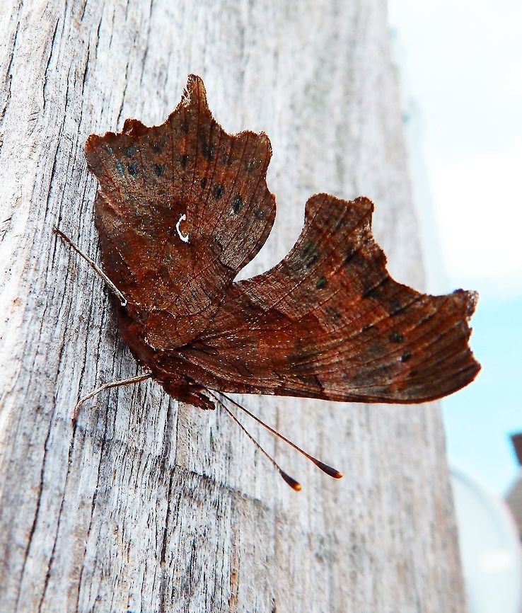 Comma Butterfly (Wings closed) Sint-Pietersberg, Maastricht, Holland (Aug, 2014).<br />
With its wings closed this butterfly has a rugged appearance and its characterized by a little white mark in the form of a c, hence the name. I guess in this way it mimetizes well with bark and/or dry leaves. Comma,Geotagged,Netherlands,Polygonia c-album,Summer