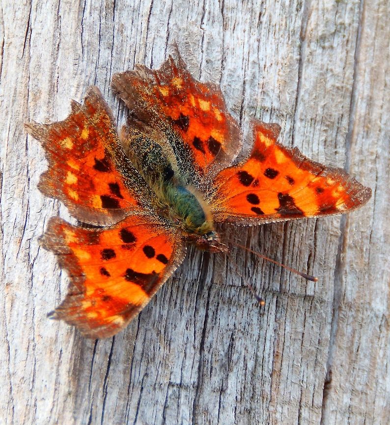 Comma Butterfly (Wings opened) Sint-Pietersberg, Maastricht, Holland (Aug, 2014).<br />
With the wings opened it displays a beautiful dark brown and yellow-spotted orange color. Comma,Geotagged,Netherlands,Polygonia c-album,Summer