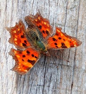 Comma Butterfly (Wings opened) Sint-Pietersberg, Maastricht, Holland (Aug, 2014).
With the wings opened it displays a beautiful dark brown and yellow-spotted orange color. Comma,Geotagged,Netherlands,Polygonia c-album,Summer