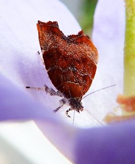 Fig-Leaf Roller Vipava, Slovenia (Oct, 2014).
Choreutis nemorana has a wingspan of 16–20 mm. The basic color of the forewings varies from reddish brown to ocher brown, with whitish markings. The hindwings are brownish, with two pale brown dots on the edge.
Adults overwinter and appear in early spring. The larvae feed on figs. They are protected by a web of silken threads. Adults of the summer generation emerge in July. The second generation emerges in autumn and hibernate.
The species is considered a minor pest, causing distortion of the leaves and discoloration, scarring and tattering. Choreutis nemorana,Fall,Geotagged,Slovenia